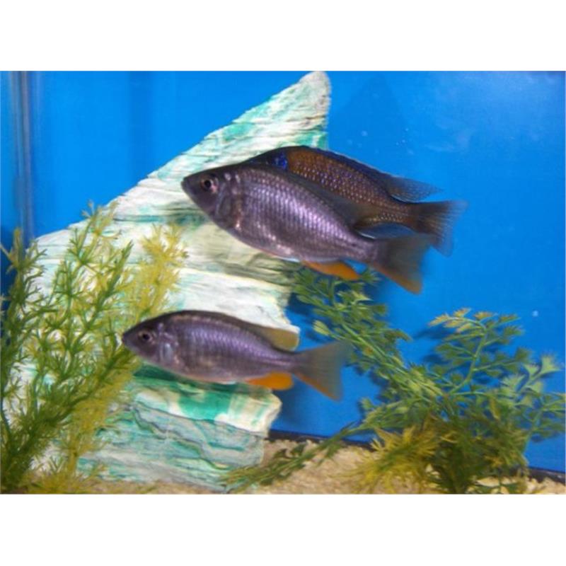 Haplochromis borleyi red fin - imagine 5